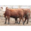 Image 4 : McIntyre Ranch - 875# Replacement Heifers - 55 Head (Raymond, AB)