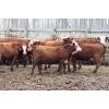 Image 5 : McIntyre Ranch - 875# Replacement Heifers - 55 Head (Raymond, AB)
