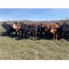 Image 2 : Lazy J Cattle Co. - 875# September Grass Steers - 60 Head (Cochrane, AB)