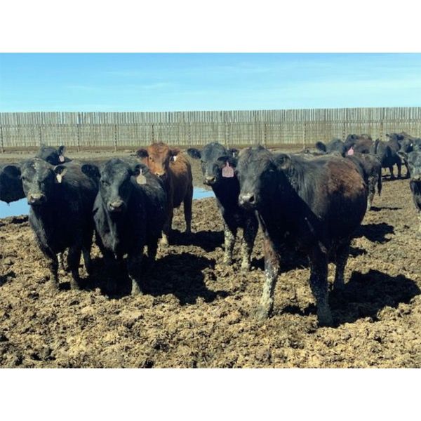 Robert Hampton - 750# Steers - 184 Head (Carmangay, AB)