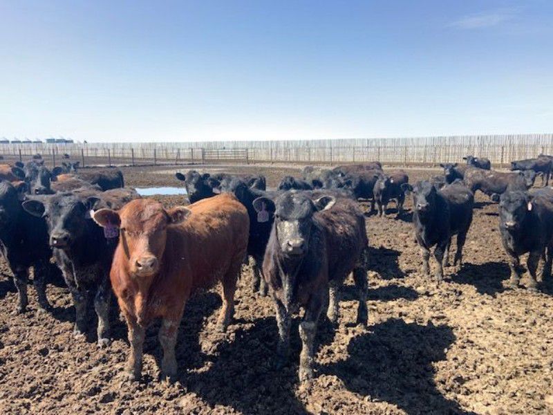 Robert Hampton 750 Steers 184 Head (Carmangay, AB) Team Auction