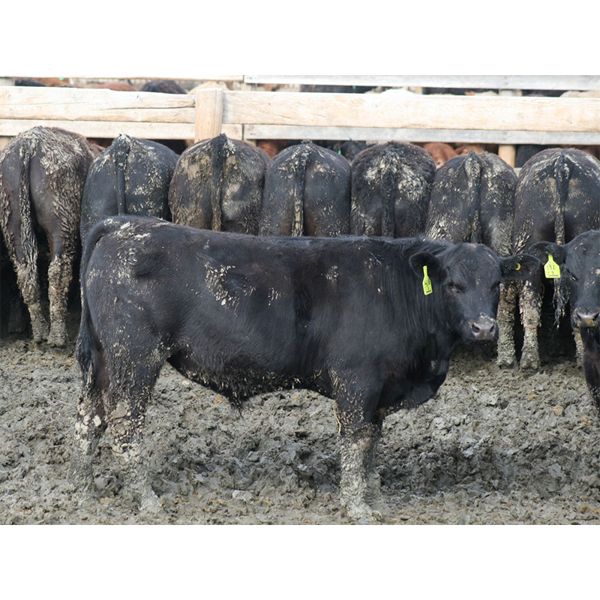 B&B Feeders - 785# Steers - 75 Head (Coaldale, AB)
