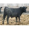 Image 5 : B&B Feeders - 785# Steers - 75 Head (Coaldale, AB)