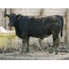 Image 4 : B&B Feeders - 785# Steers - 75 Head (Coaldale, AB)