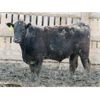 Image 6 : B&B Feeders - 785# Steers - 75 Head (Coaldale, AB)