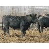 Image 2 : B&B Feeders - 785# Steers - 75 Head (Coaldale, AB)