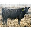Image 3 : B&B Feeders - 785# Steers - 75 Head (Coaldale, AB)