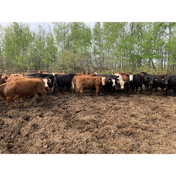 Chris Bartel - 975# Steers - 65 Head (Fort Vermilion, AB)