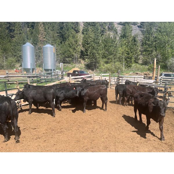 Moo Point Holding - 750# Steers & Heifers - 72 Head (Merrit, BC)