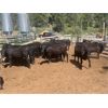 Image 2 : Moo Point Holding - 750# Steers & Heifers - 72 Head (Merrit, BC)