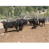 Image 3 : Moo Point Holding - 750# Steers & Heifers - 72 Head (Merrit, BC)