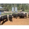 Image 5 : Moo Point Holding - 750# Steers & Heifers - 72 Head (Merrit, BC)