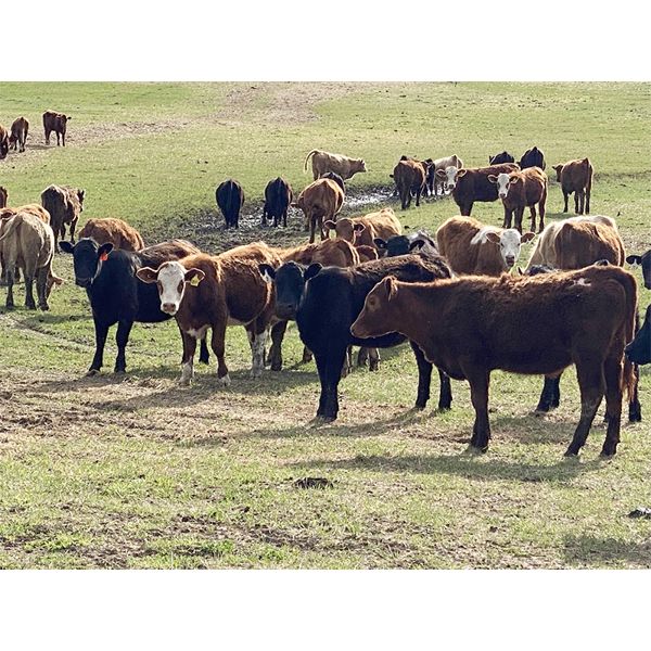 Layne & Brooke Magnuson - 950# September Grass Heifers - 130 Head (Winfield, AB)