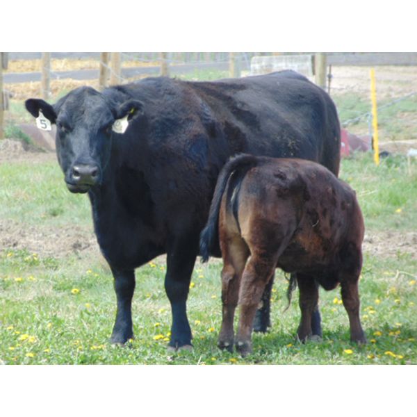 Donovan Banman - 30 Black/BBF Pairs (Hays, AB)