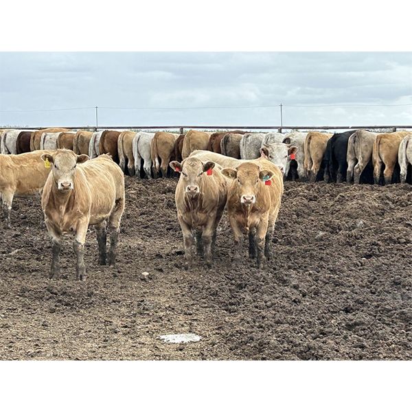 Lesher Lane Enterprises Ltd. - 900# Heifers - 276 Head (Lacombe, AB)