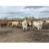 Image 3 : Lesher Lane Enterprises Ltd. - 900# Heifers - 276 Head (Lacombe, AB)