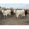 Image 6 : Lesher Lane Enterprises Ltd. - 900# Heifers - 276 Head (Lacombe, AB)