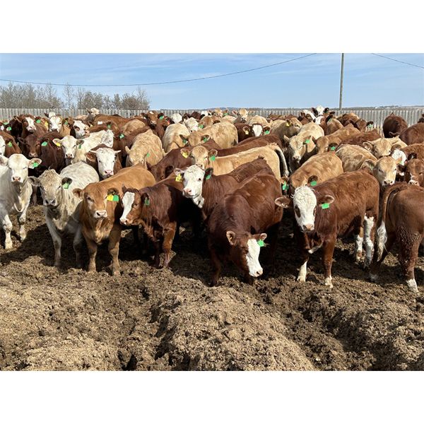 Lesher Lane Enterprises Ltd. - 900# Heifers - 207 Head (Lacombe, AB)