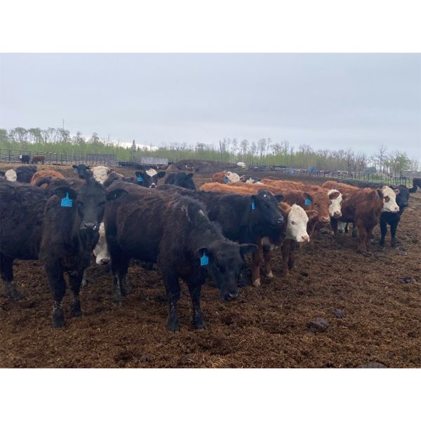 Westland Cattle Ltd. - 600# Heifers - 97 Head (Leduc, AB)