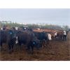 Image 1 : Westland Cattle Ltd. - 600# Heifers - 97 Head (Leduc, AB)