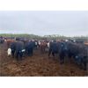 Image 2 : Westland Cattle Ltd. - 600# Heifers - 97 Head (Leduc, AB)