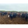 Image 3 : Westland Cattle Ltd. - 600# Heifers - 97 Head (Leduc, AB)