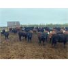 Image 4 : Westland Cattle Ltd. - 600# Heifers - 97 Head (Leduc, AB)