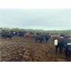 Image 5 : Westland Cattle Ltd. - 600# Heifers - 97 Head (Leduc, AB)