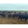 Image 6 : Westland Cattle Ltd. - 600# Heifers - 97 Head (Leduc, AB)