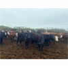 Image 7 : Westland Cattle Ltd. - 600# Heifers - 97 Head (Leduc, AB)