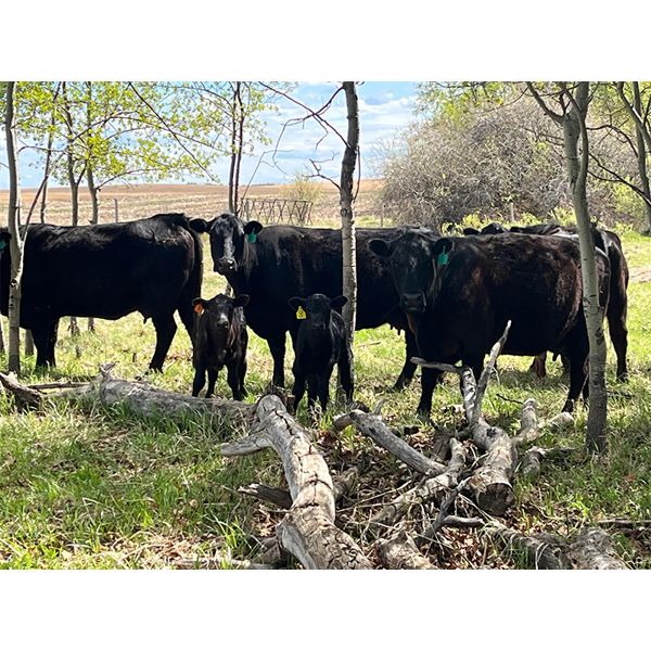 Dan Szott - 17 Black 3rd Calf Pairs (Bawlf, AB)