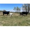 Image 2 : Dan Szott - 17 Black 3rd Calf Pairs (Bawlf, AB)