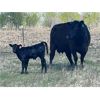 Image 3 : Dan Szott - 17 Black 3rd Calf Pairs (Bawlf, AB)