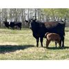 Image 6 : Dan Szott - 17 Black 3rd Calf Pairs (Bawlf, AB)