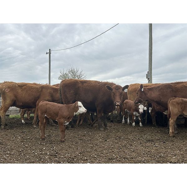 McIntyre Ranch - 25 Red/Red X 2nd & 3rd Calf Pairs (Picture Butte, AB)
