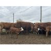 Image 1 : McIntyre Ranch - 25 Red/Red X 2nd & 3rd Calf Pairs (Picture Butte, AB)
