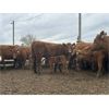 Image 2 : McIntyre Ranch - 25 Red/Red X 2nd & 3rd Calf Pairs (Picture Butte, AB)