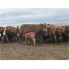 Image 3 : McIntyre Ranch - 25 Red/Red X 2nd & 3rd Calf Pairs (Picture Butte, AB)