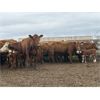 Image 4 : McIntyre Ranch - 25 Red/Red X 2nd & 3rd Calf Pairs (Picture Butte, AB)
