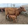 Image 5 : McIntyre Ranch - 25 Red/Red X 2nd & 3rd Calf Pairs (Picture Butte, AB)