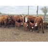 Image 6 : McIntyre Ranch - 25 Red/Red X 2nd & 3rd Calf Pairs (Picture Butte, AB)
