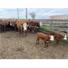 Image 7 : McIntyre Ranch - 25 Red/Red X 2nd & 3rd Calf Pairs (Picture Butte, AB)