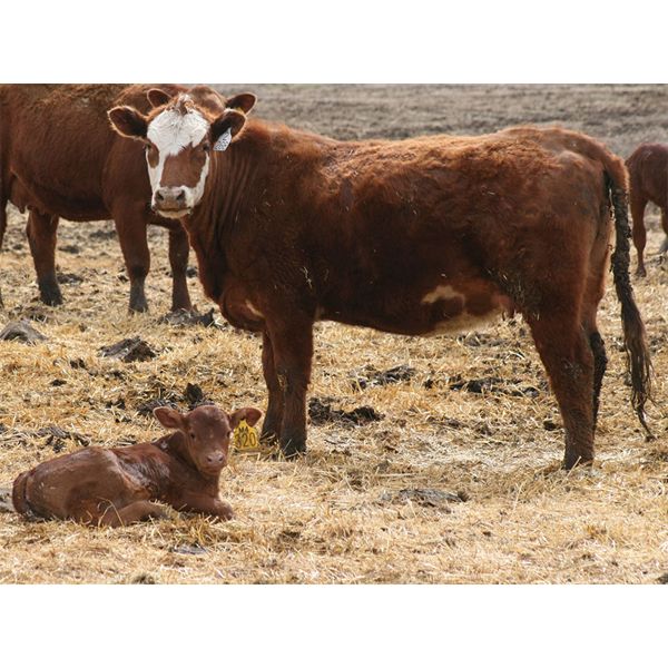 McIntyre Ranch - 35 Red/Red X 1st Calf Pairs (Picture Butte, AB)