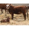 Image 1 : McIntyre Ranch - 35 Red/Red X 1st Calf Pairs (Picture Butte, AB)