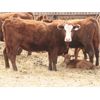 Image 2 : McIntyre Ranch - 35 Red/Red X 1st Calf Pairs (Picture Butte, AB)