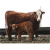 Image 3 : McIntyre Ranch - 35 Red/Red X 1st Calf Pairs (Picture Butte, AB)