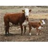 Image 4 : McIntyre Ranch - 35 Red/Red X 1st Calf Pairs (Picture Butte, AB)