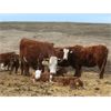 Image 5 : McIntyre Ranch - 35 Red/Red X 1st Calf Pairs (Picture Butte, AB)