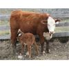 Image 7 : McIntyre Ranch - 35 Red/Red X 1st Calf Pairs (Picture Butte, AB)