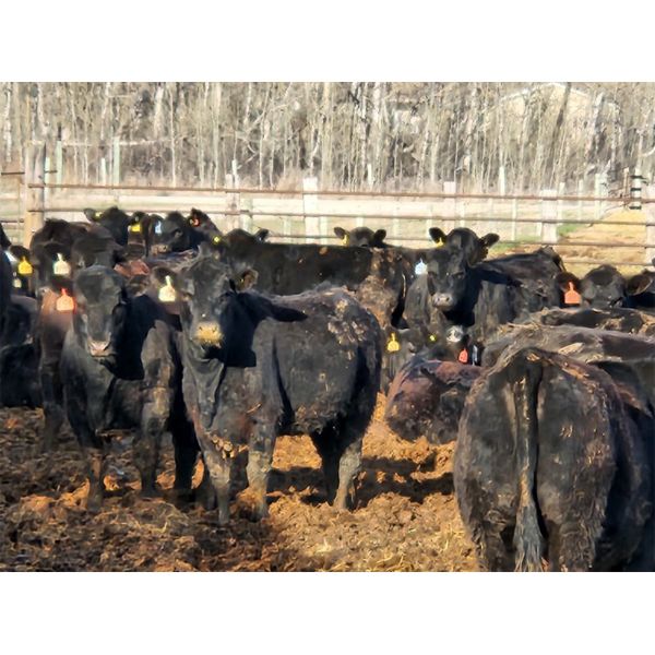 J5 Johnson Ent. - 950# Heifers - 195 Head (Lundar, MB)